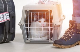 Flying With Your Cat for the First Time