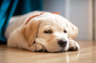 What To Do If Your Puppy Gets Motion Sickness