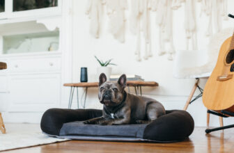 Surprising Benefits of Memory Foam Beds for Your Pet – P.L.A.Y.
