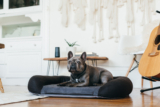 Surprising Benefits of Memory Foam Beds for Your Pet – P.L.A.Y.
