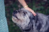 4 Ways Pets Help Older Adults Feel Young Again – P.L.A.Y.